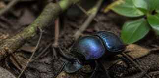 O que acontece com uma carcaça na floresta? Um besouro pode decidir o destino antes de qualquer outro animal