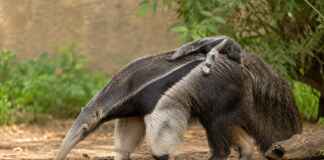 Tanganyika recebe nascimento raro de tamanduá-bandeira, o primeiro na América do Norte em 2026 Filhote de tamanduá-bandeira agarrado às costas da mãe no Tanganyika Wildlife Park.