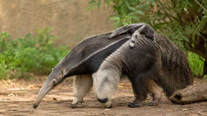 Filhote de tamanduá-bandeira agarrado às costas da mãe no Tanganyika Wildlife Park.