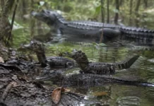 O sexo de 86 filhotes de jacaré-açu foi identificado ao microscópio e o resultado contrariou a expectativa criada pelo aquecimento recente em Mamirauá