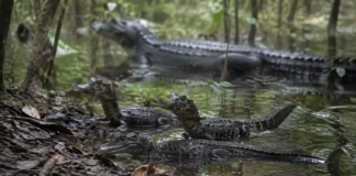 O sexo de 86 filhotes de jacaré-açu foi identificado ao microscópio e o resultado contrariou a expectativa criada pelo aquecimento recente em Mamirauá
