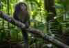 Eu acompanhei o relógio de um pequeno primata amazônico e descobri que o ambiente também marca seu comportamento
