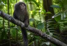 Eu acompanhei o relógio de um pequeno primata amazônico e descobri que o ambiente também marca seu comportamento
