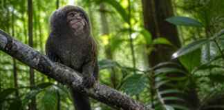 Eu acompanhei o relógio de um pequeno primata amazônico e descobri que o ambiente também marca seu comportamento