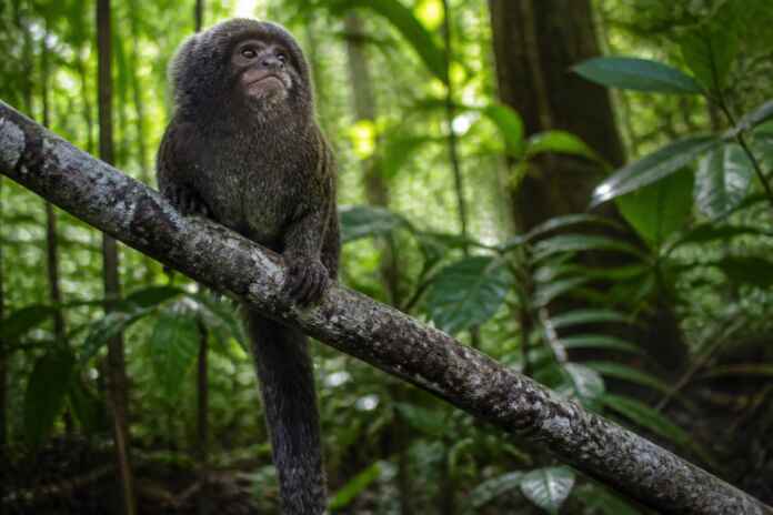 02-sagui-goeldi-comportamento-amazonia