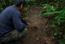“A floresta também pode ser contada por quem caça”: o estudo que transformou conhecimento local em mapa da fauna
