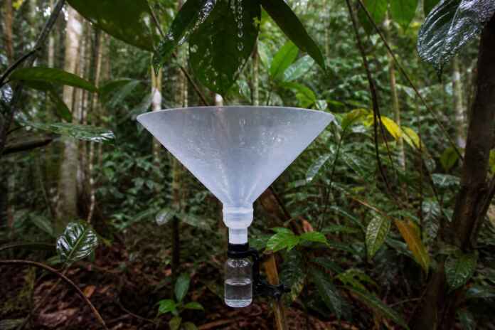 03-dna-chuva-copa-floresta-amazonia