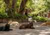 Cinco gatos escolheram a Fonoteca Nacional como lar e passaram a fazer parte da rotina da instituição Cinco gatos descansam no jardim arborizado da Fonoteca Nacional do México.