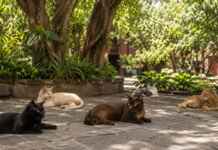 Cinco gatos escolheram a Fonoteca Nacional como lar e passaram a fazer parte da rotina da instituição Cinco gatos descansam no jardim arborizado da Fonoteca Nacional do México.
