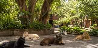 Cinco gatos escolheram a Fonoteca Nacional como lar e passaram a fazer parte da rotina da instituição Cinco gatos descansam no jardim arborizado da Fonoteca Nacional do México.
