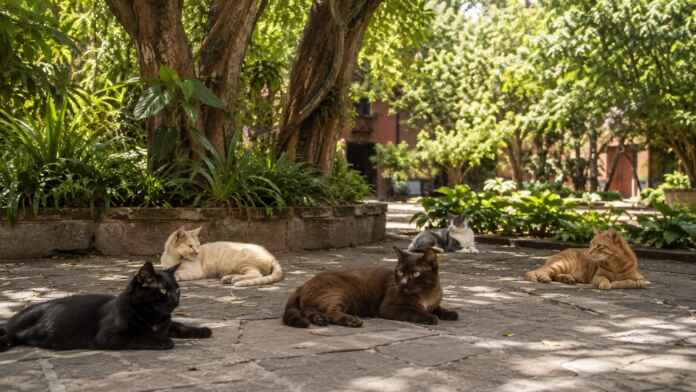 Cinco gatos descansam no jardim arborizado da Fonoteca Nacional do México.