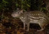 Onze fígados de paca do Acre continham 57 cistos de um parasita e o hábito de oferecer vísceras cruas a cães revelou uma ponte até as casas