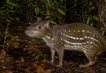 Onze fígados de paca do Acre continham 57 cistos de um parasita e o hábito de oferecer vísceras cruas a cães revelou uma ponte até as casas