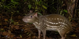 Onze fígados de paca do Acre continham 57 cistos de um parasita e o hábito de oferecer vísceras cruas a cães revelou uma ponte até as casas