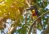 O calor está mudando a chance de sobrevivência das aves amazônicas mesmo onde a mata continua de pé