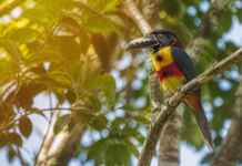 O calor está mudando a chance de sobrevivência das aves amazônicas mesmo onde a mata continua de pé