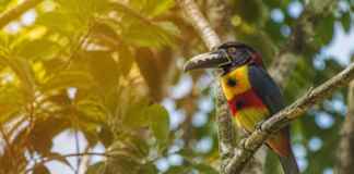 O calor está mudando a chance de sobrevivência das aves amazônicas mesmo onde a mata continua de pé