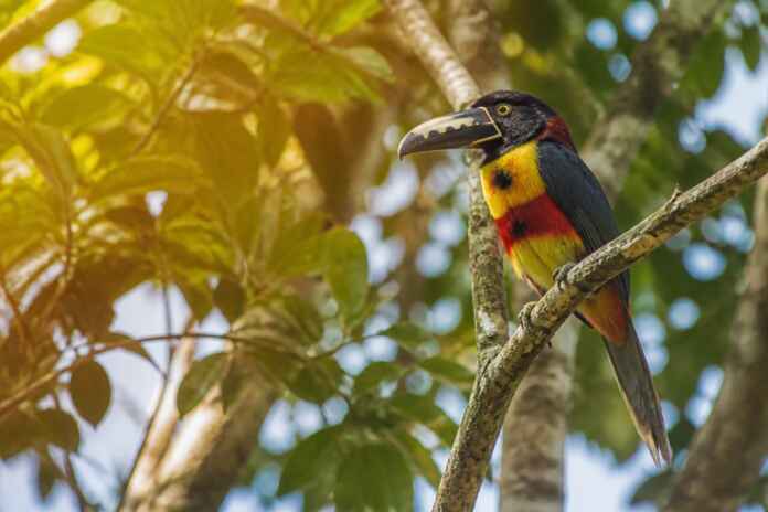04-aves-calor-amazonia