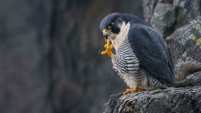 04-falcao-peregrino-limpando-garras Falcão-peregrino leva uma garra amarela ao bico durante a limpeza sobre um rochedo.