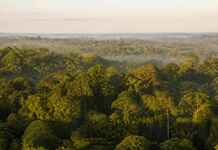 Cientistas descobriram que a Amazônia "fala" durante a seca por meio de moléculas invisíveis no ar