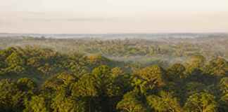 Cientistas descobriram que a Amazônia "fala" durante a seca por meio de moléculas invisíveis no ar