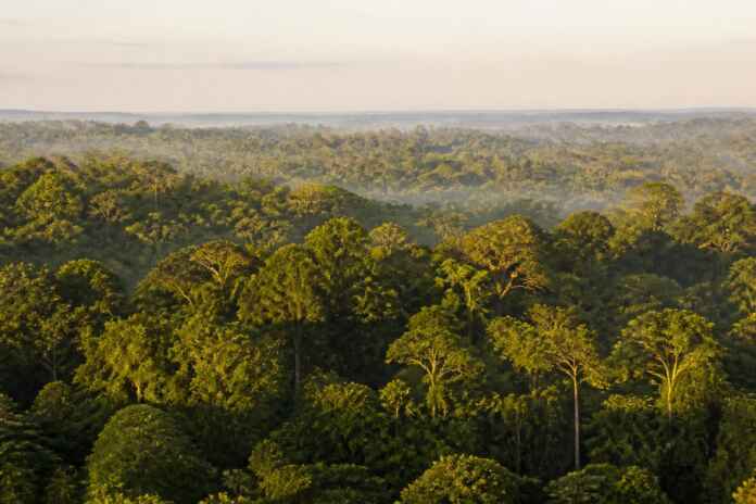 04-moleculas-seca-floresta-amazonia