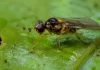 Quatro moscas amazônicas ganharam nome de uma vez e outras duas cruzaram oficialmente a fronteira científica do Brasil