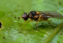 Quatro moscas amazônicas ganharam nome de uma vez e outras duas cruzaram oficialmente a fronteira científica do Brasil