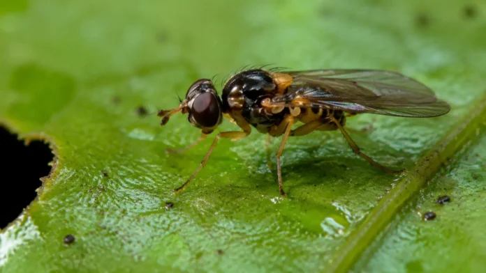 04-mosca-phytobia-amazonia-macro