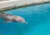 Mincho, o golfinho cego, luta para viver enquanto o impasse sobre santuários mantém nove animais em espera Golfinho idoso com olho opaco flutua em piscina de concreto sob cuidados humanos.