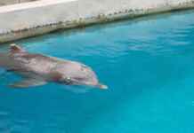 Mincho, o golfinho cego, luta para viver enquanto o impasse sobre santuários mantém nove animais em espera Golfinho idoso com olho opaco flutua em piscina de concreto sob cuidados humanos.