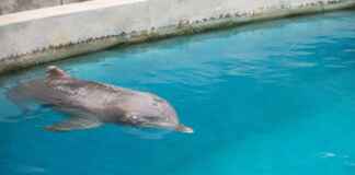 Mincho, o golfinho cego, luta para viver enquanto o impasse sobre santuários mantém nove animais em espera Golfinho idoso com olho opaco flutua em piscina de concreto sob cuidados humanos.