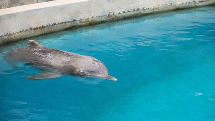 05-mincho-golfinho-cego-santuario Golfinho idoso com olho opaco flutua em piscina de concreto sob cuidados humanos.