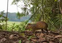 O que os pequenos mamíferos revelam quando a floresta vira uma ilha cercada por pasto
