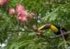 O segredo da Amazônia pode estar em uma rede invisível que liga flores, aves, mamíferos e árvores