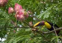 O segredo da Amazônia pode estar em uma rede invisível que liga flores, aves, mamíferos e árvores