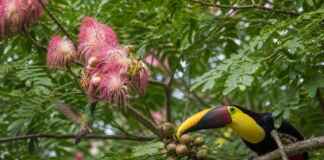 O segredo da Amazônia pode estar em uma rede invisível que liga flores, aves, mamíferos e árvores