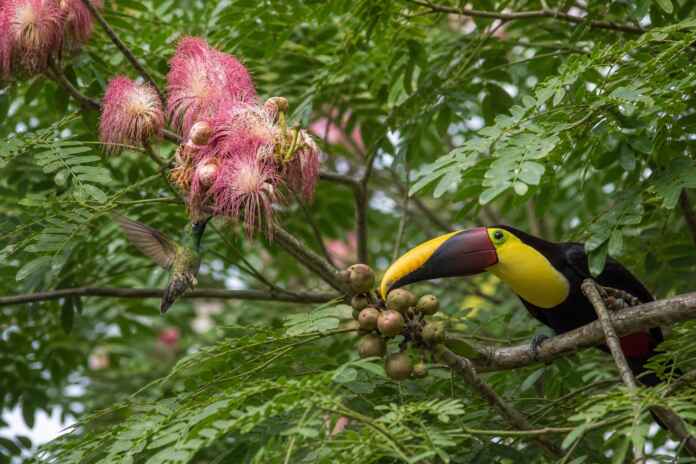 05-polinizacao-dispersao-arvores-amazonia