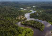 “A floresta protegida também protege a saúde”: o estudo que encontrou uma relação que depende do território