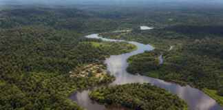 “A floresta protegida também protege a saúde”: o estudo que encontrou uma relação que depende do território