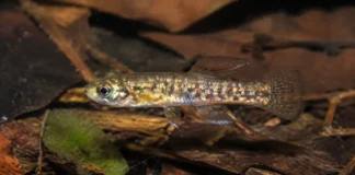 Um peixe anual encontrado perto de Humaitá sobrevive à estação seca antes mesmo de nascer porque seus ovos esperam enterrados no barro