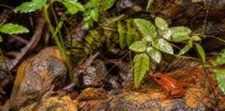 Eu entrei no mundo dos sapos e lagartos que vivem entre a canga e a floresta do Pará