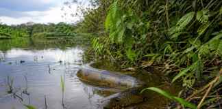 A sucuri vive mais perto da água do que a lenda sugere: o que a ciência já descobriu sobre seu território