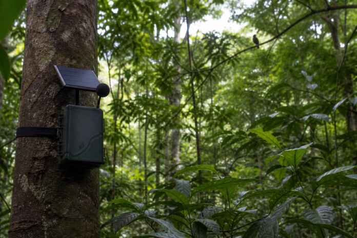 07-bioacustica-gravador-floresta-amazonia