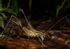 Um grilo de pernas longas coletado na Amazônia não coube em nenhum gênero conhecido e obrigou a ciência a criar uma nova gaveta para ele