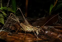 Um grilo de pernas longas coletado na Amazônia não coube em nenhum gênero conhecido e obrigou a ciência a criar uma nova gaveta para ele