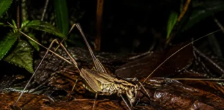 Um grilo de pernas longas coletado na Amazônia não coube em nenhum gênero conhecido e obrigou a ciência a criar uma nova gaveta para ele