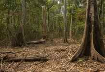 A Amazônia não entra em colapso com a seca, mas muda de um jeito que preocupa os cientistas