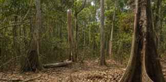 A Amazônia não entra em colapso com a seca, mas muda de um jeito que preocupa os cientistas