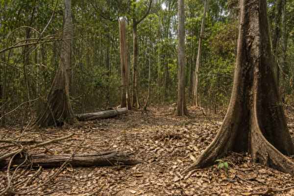La Amazonía no colapsa con la sequía, pero cambia de estado